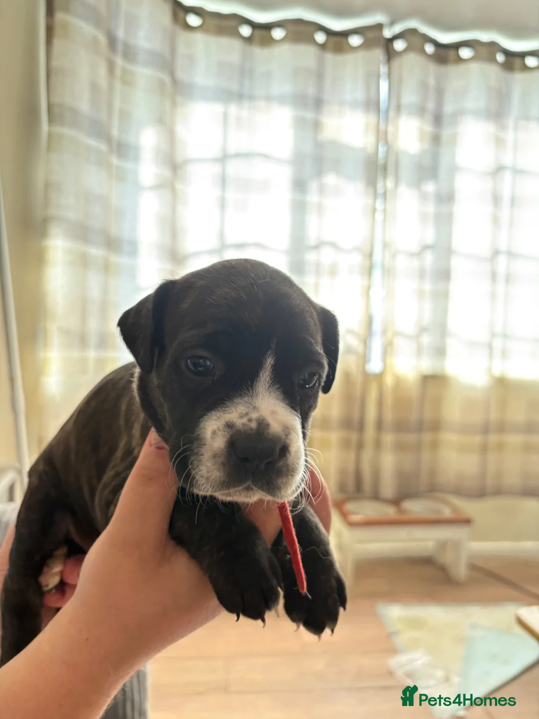 Mixed Breed dogs for sale: Beautiful five week old puppies - Advert 2