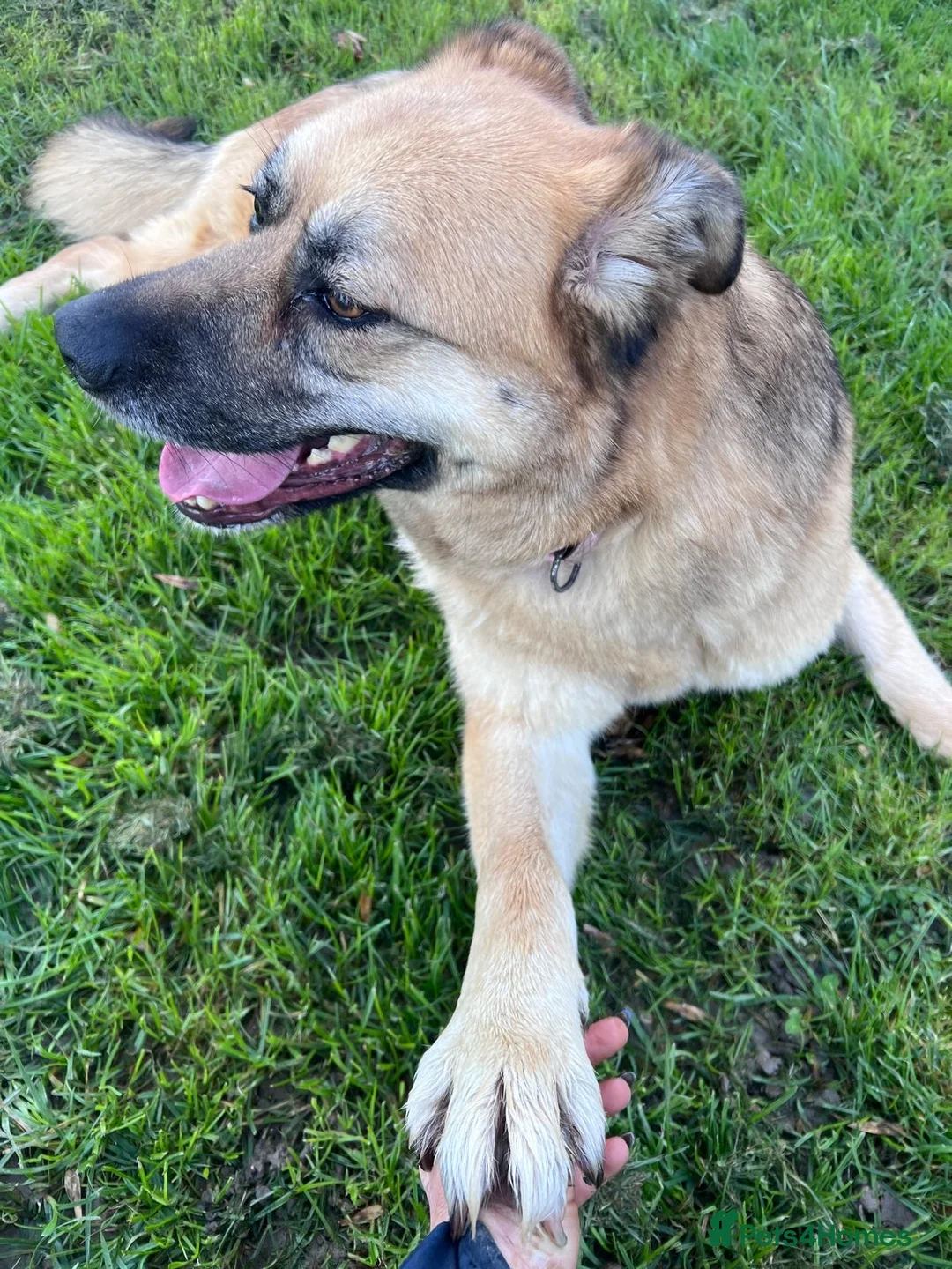 German Shepherd dogs for adoption: Molly 3.5 years friendly girl - Advert 1