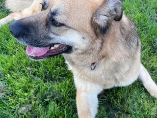 German Shepherd dogs Molly 3.5 years friendly girl - Advert 5