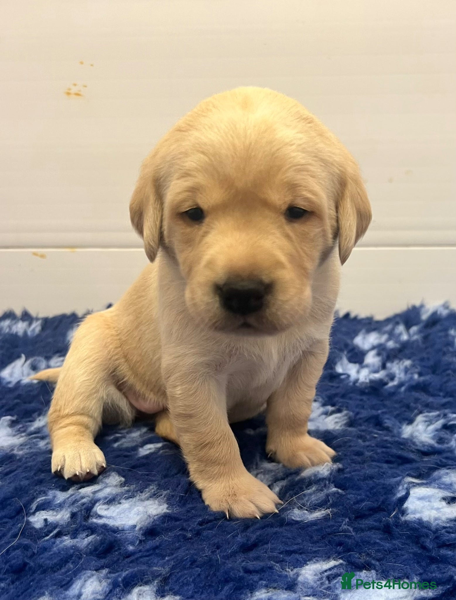 Labrador Retriever dogs Stunning KC Registered Champion line Puppies  - Advert 1