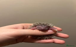 Pygmy Hedgehog rodents for sale: 3x male hoglets  - Image 8