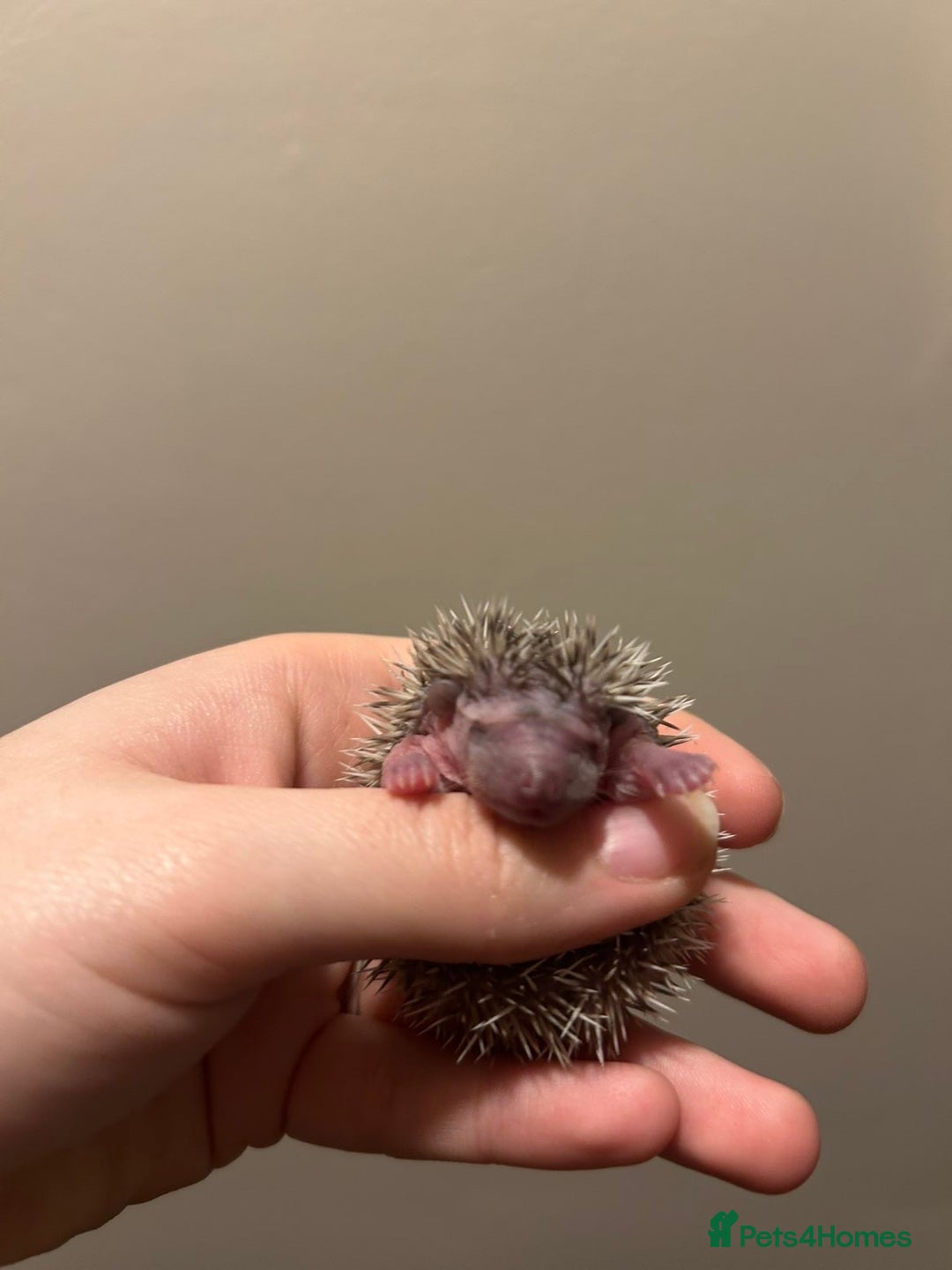 Pygmy Hedgehog rodents for sale: 3x male hoglets  - Image 8