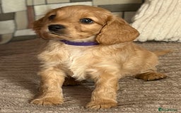 Cockapoo dogs for sale: Adorable Cockapoo Puppies - Image 7