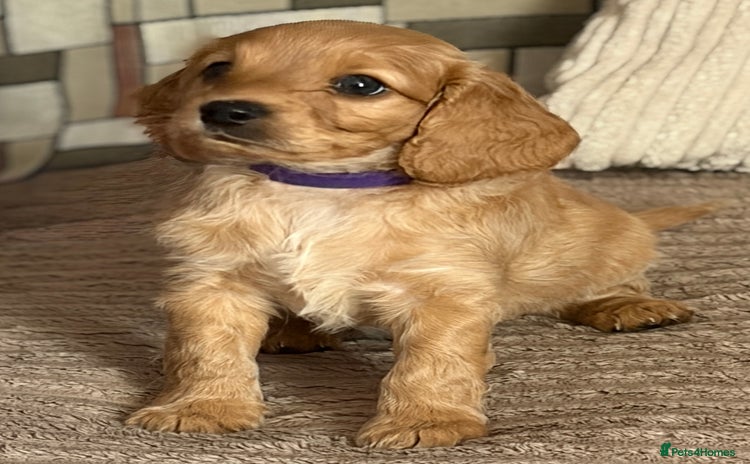 Cockapoo dogs - Advert 3