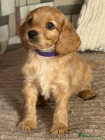 Cockapoo dogs - Advert 1