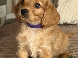 Cockapoo dogs - Advert 4