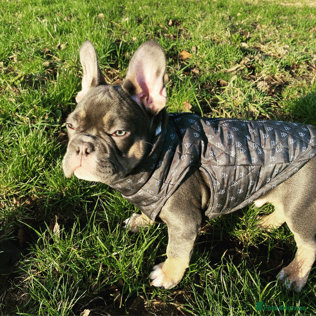 French Bulldog dogs for stud: Blue/Tan/White Frenchie Stud - KC & Fluffy Carrier in Edinburgh - Image 9