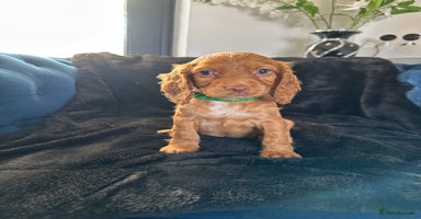 Cocker Spaniel dogs - Advert 9