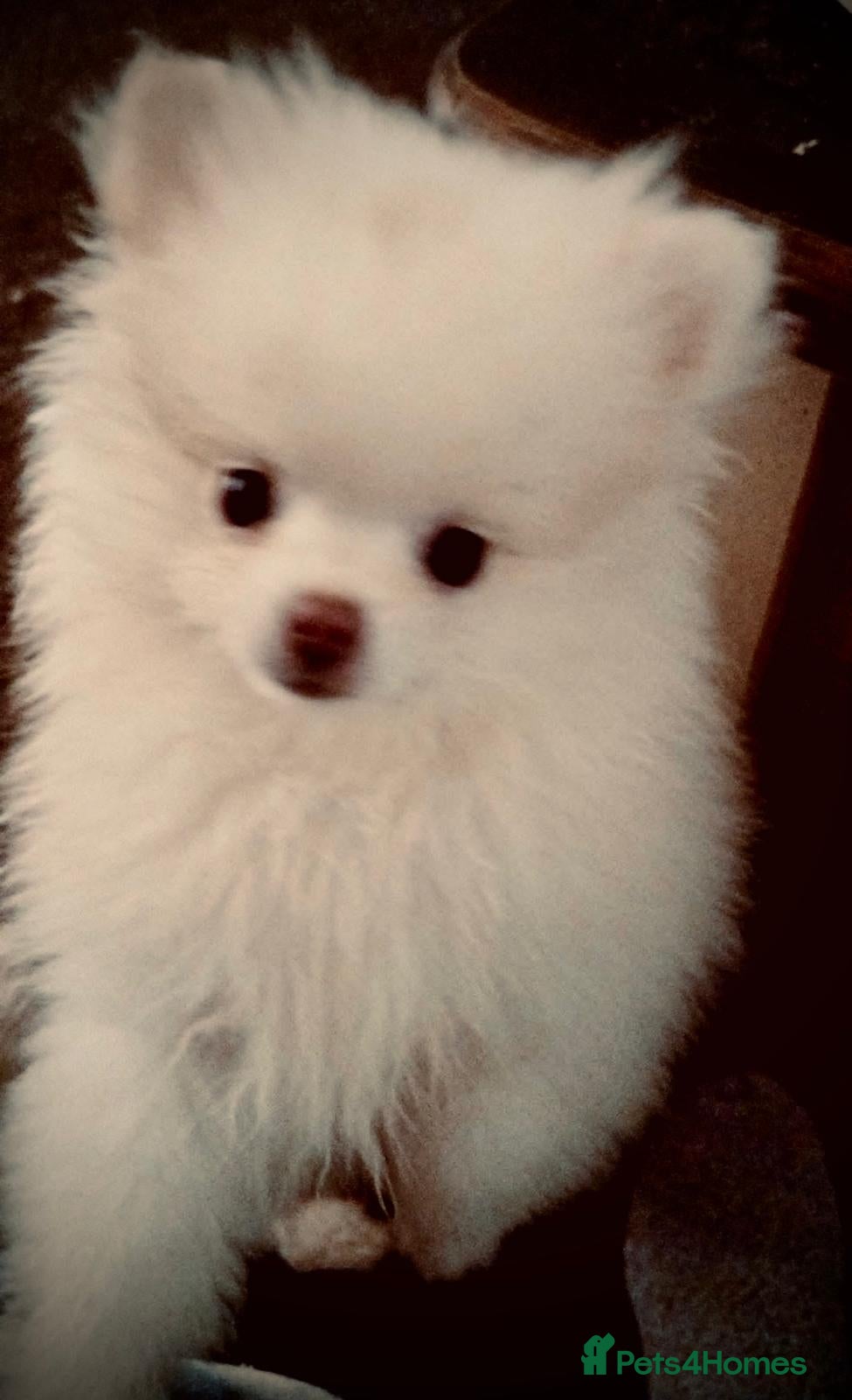 Pomeranian dogs  **  Pom boy puppy for sale - Advert 1