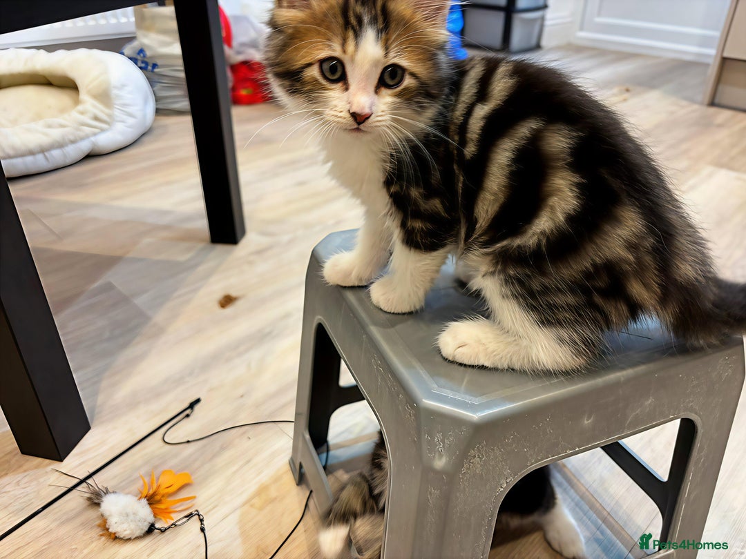 Siberian cats for sale: Adorable Siberian Forest Mix Kittens - Image 12