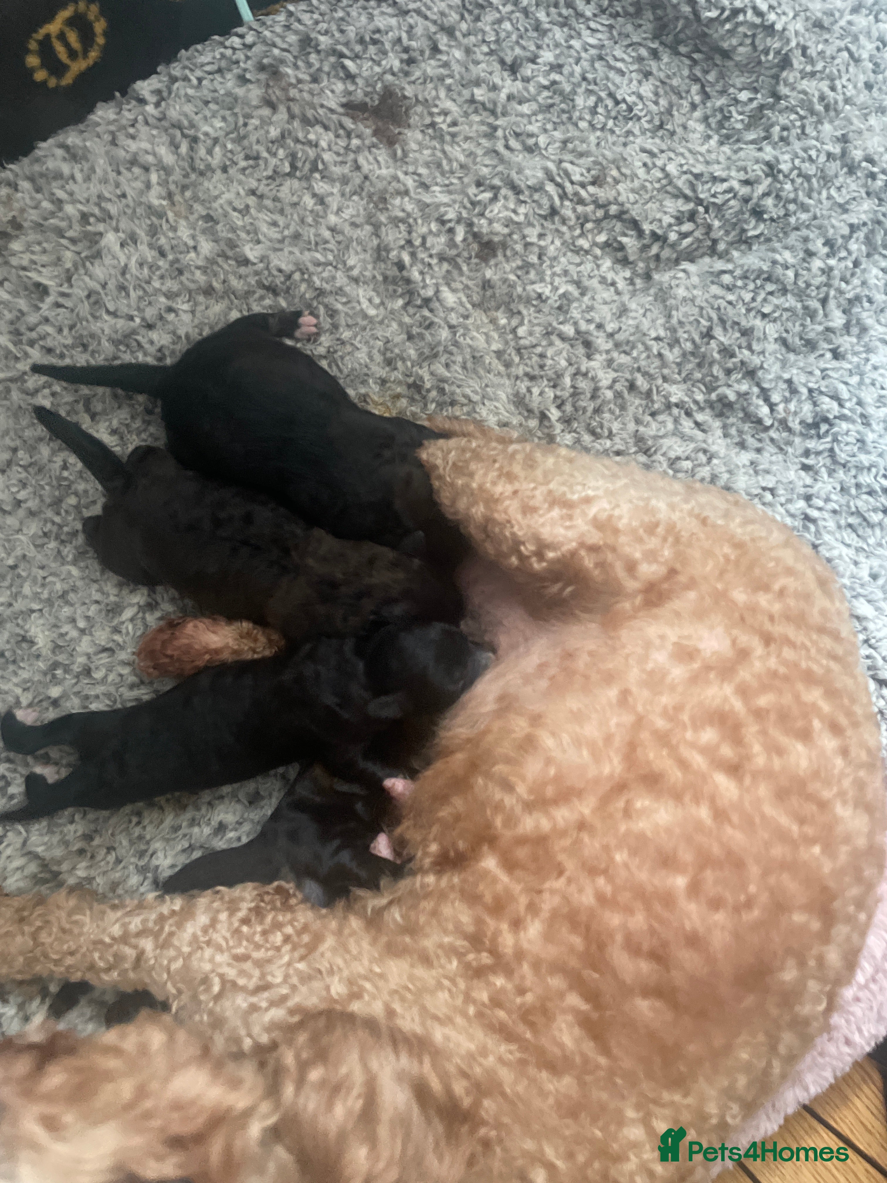 Pomapoo dogs Wolf sable pomapoos - Advert 3