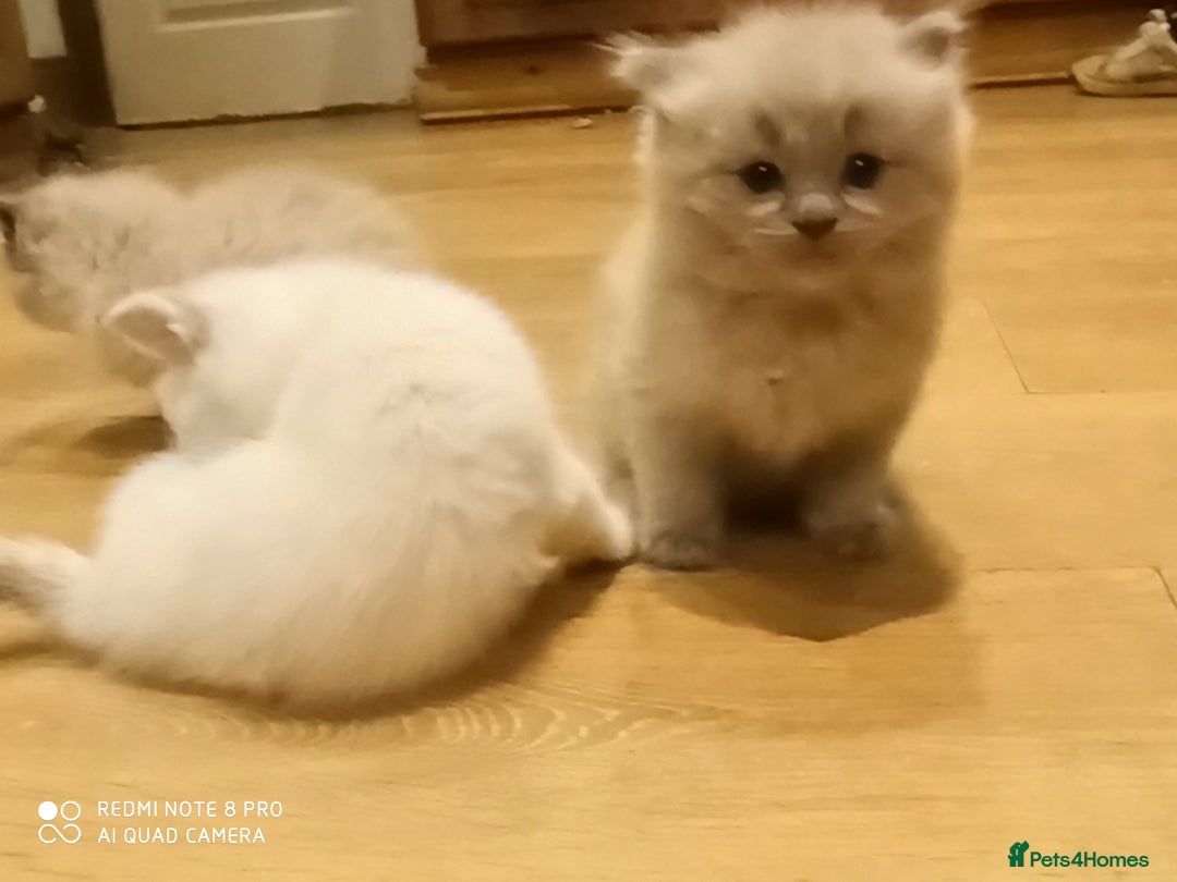 Siberian cats for sale: #4 lovely Siberian male kittens  - Image 16