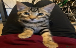 Bengal cats for sale: Frankie. Bengal X Moggy - Image 6