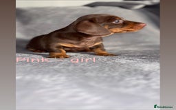 Miniature Dachshund dogs for sale: One male left. LAST PUP Miniature dachshund!  - Image 8