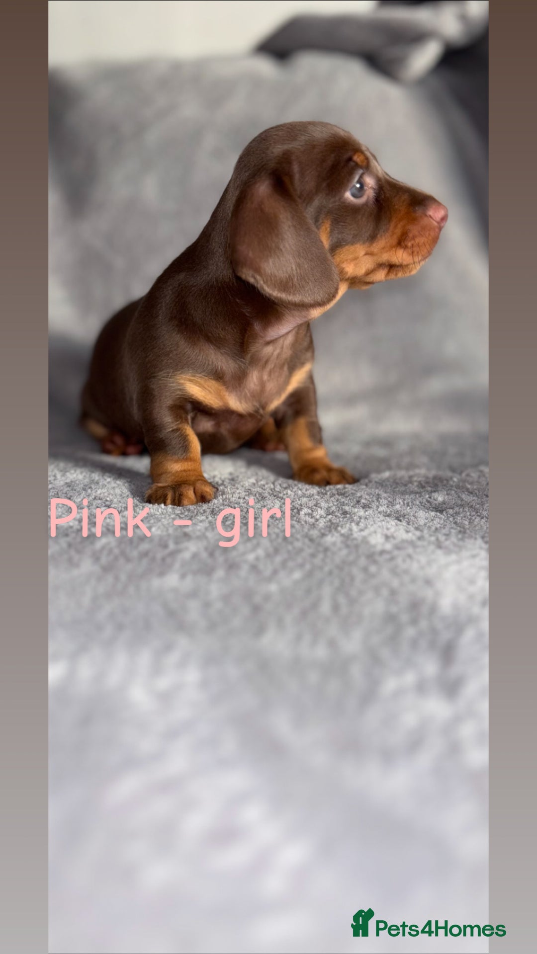 Miniature Dachshund dogs for sale: One male left. LAST PUP Miniature dachshund!  - Image 8