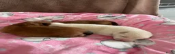 Japanese Shiba Inu dogs for sale: KC registered Japanese Shiba Inu puppies - Advert 8