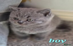 British Shorthair cats for sale: BSH kittens for new home  - Image 5