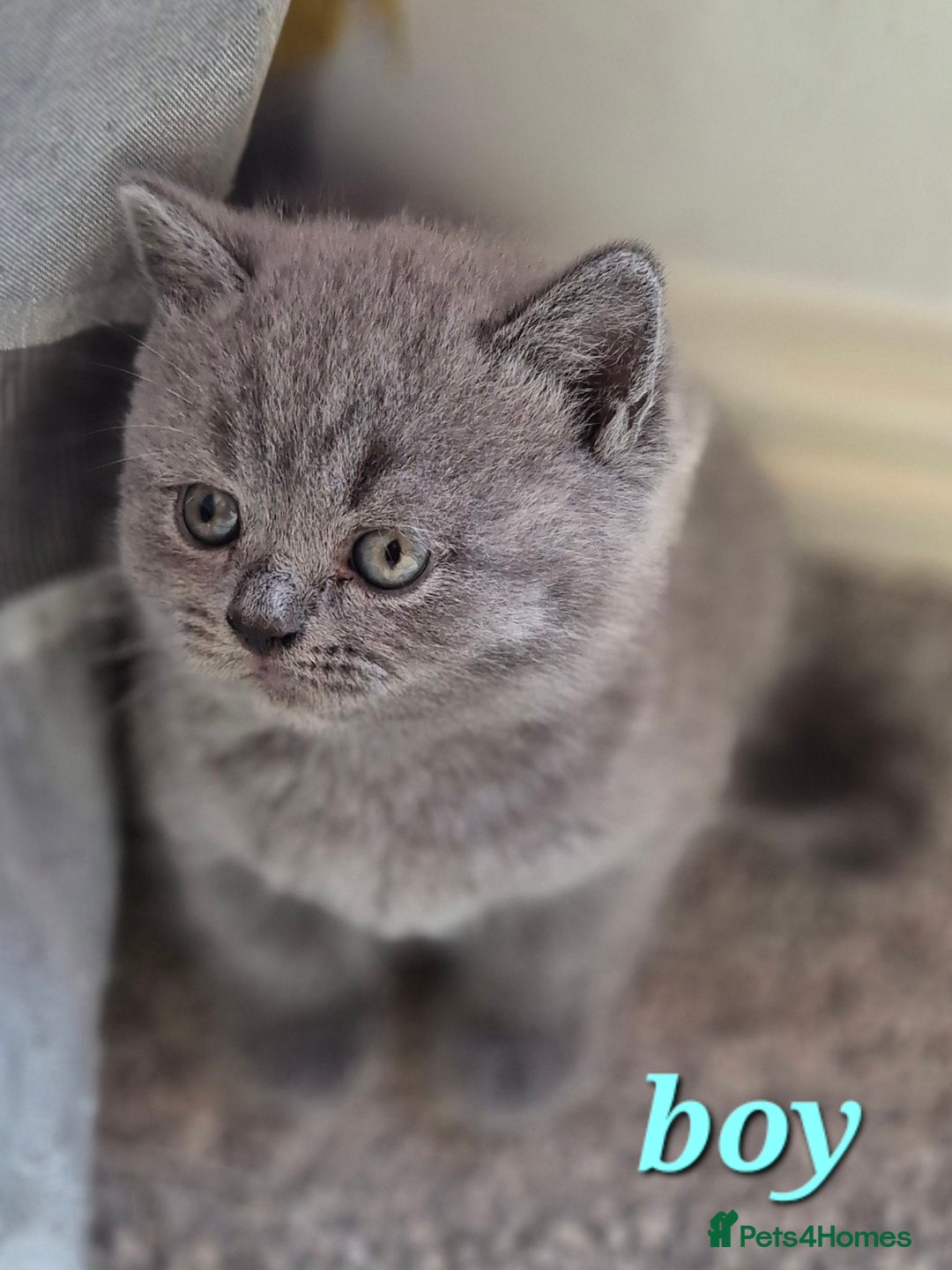 British Shorthair cats for sale: BSH kittens for new home  - Image 5