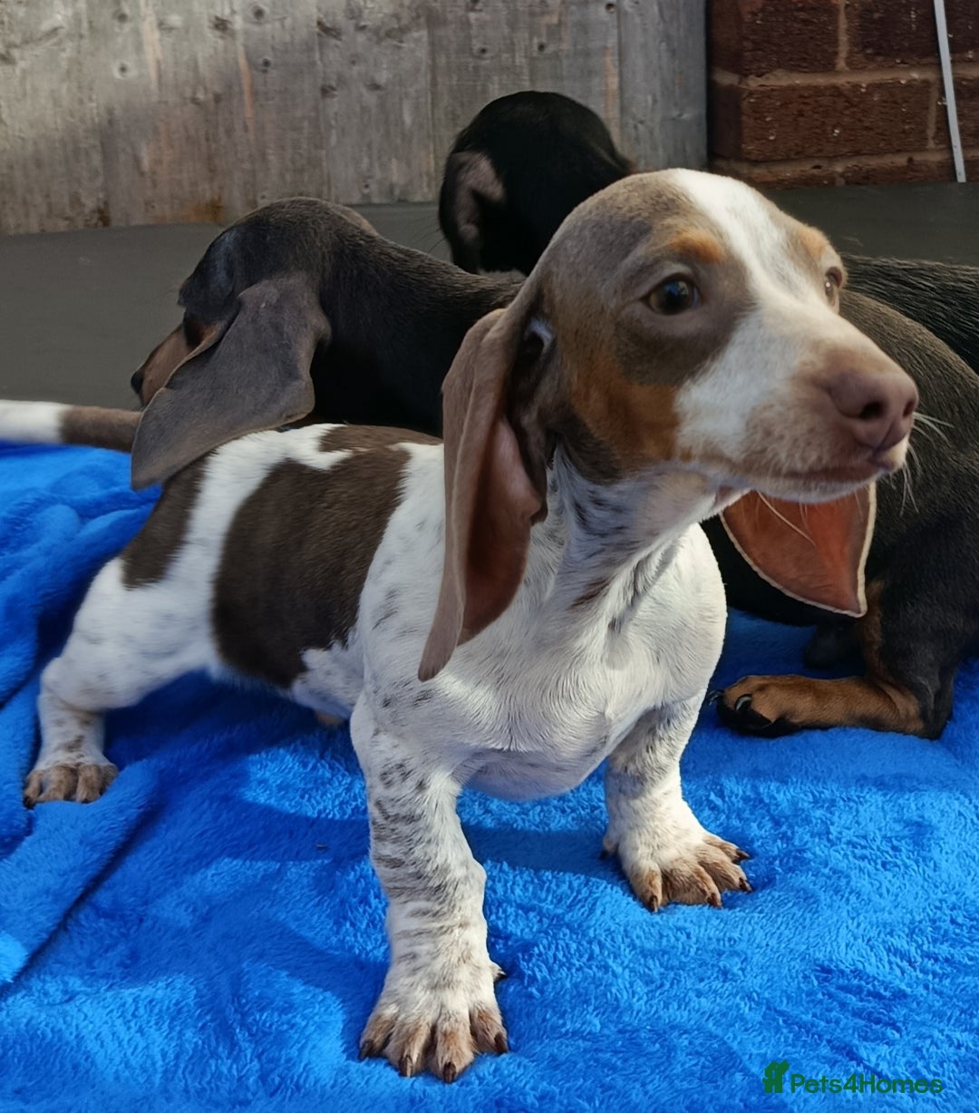 Dachshund dogs for sale: FULLY VAC RAINBOW MINI DAXI PRA CLR KC REG - Image 3