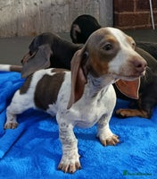 Dachshund dogs - Advert 12