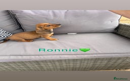 Miniature Dachshund dogs for sale: Male miniature dachshund pup needs a loving home🩵 - Image 2