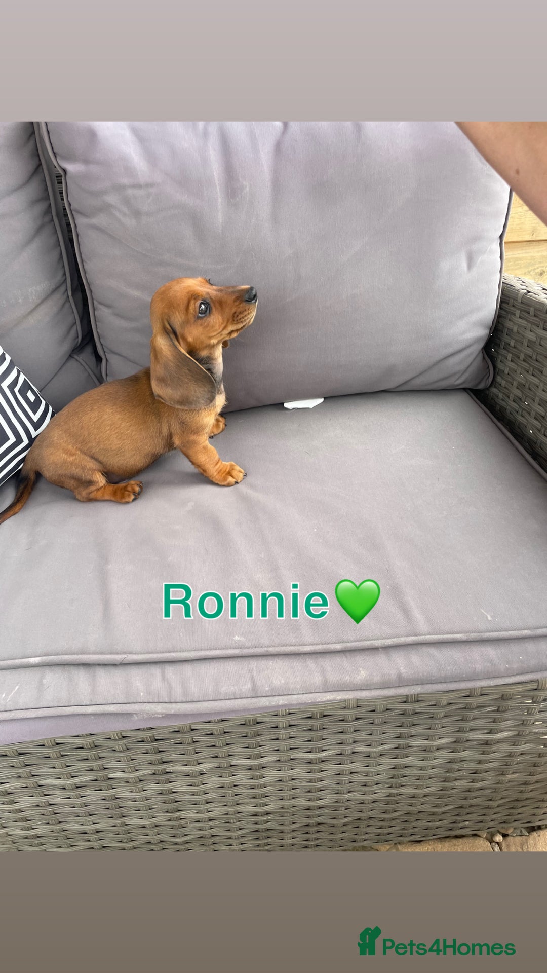 Miniature Dachshund dogs for sale: Male miniature dachshund pup needs a loving home🩵 - Image 2