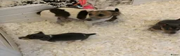 Jack Russell dogs for sale: Fabulous Miniature Jack Russell puppies  - Advert 7