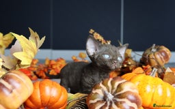 Devon Rex cats for sale: 🎉❤️ Full pedigree, healthy Devon rex boy 🎉❤️ - Image 14