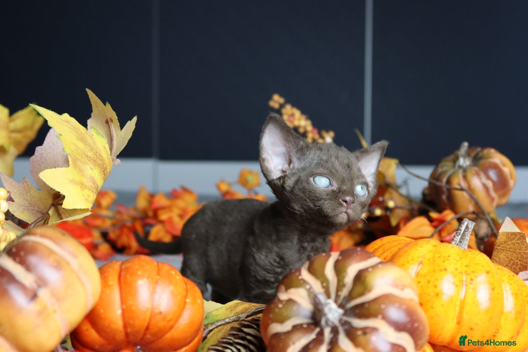 Devon Rex cats for sale: 🎉❤️ Full pedigree, healthy Devon rex boy 🎉❤️ - Image 14