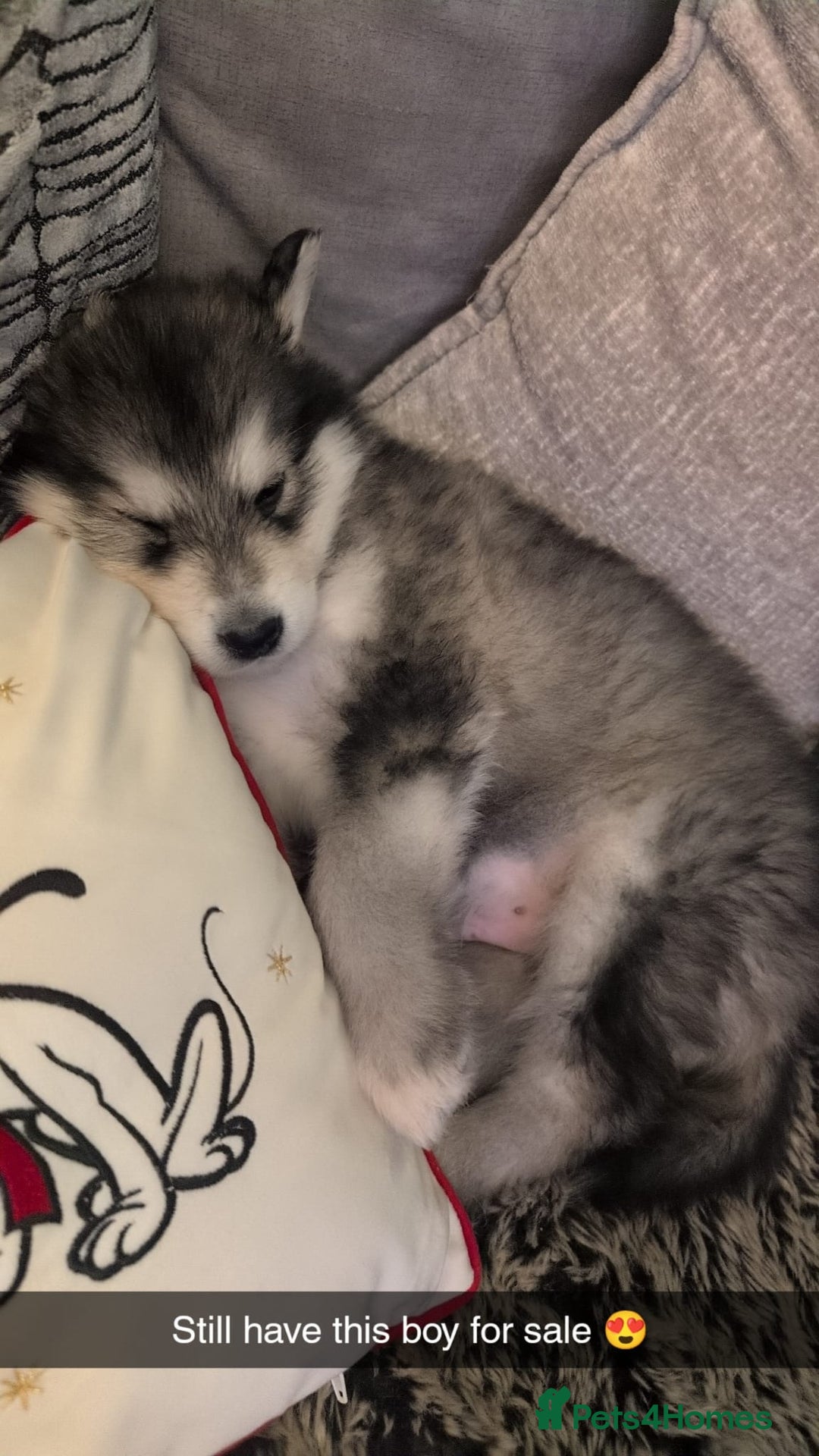 Alaskan Malamute dogs for sale: 2 left KC Alaskan malamute puppies champion lines - Advert 28