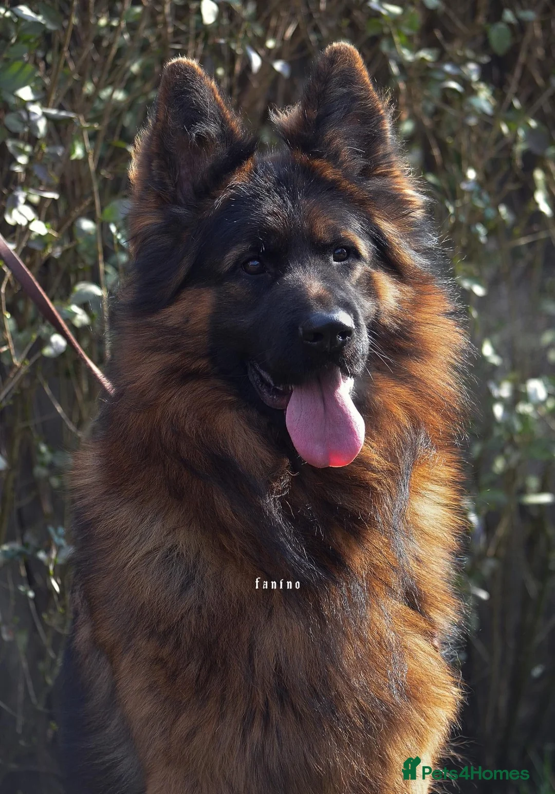 German Shepherd dogs for sale: Adult male long coat import German shepherd  - Advert 4