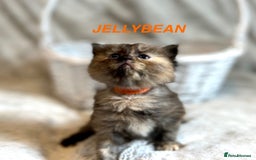 Persian cats for sale: Absolutely Stunning litter of Persian/Ragdolls - Image 7