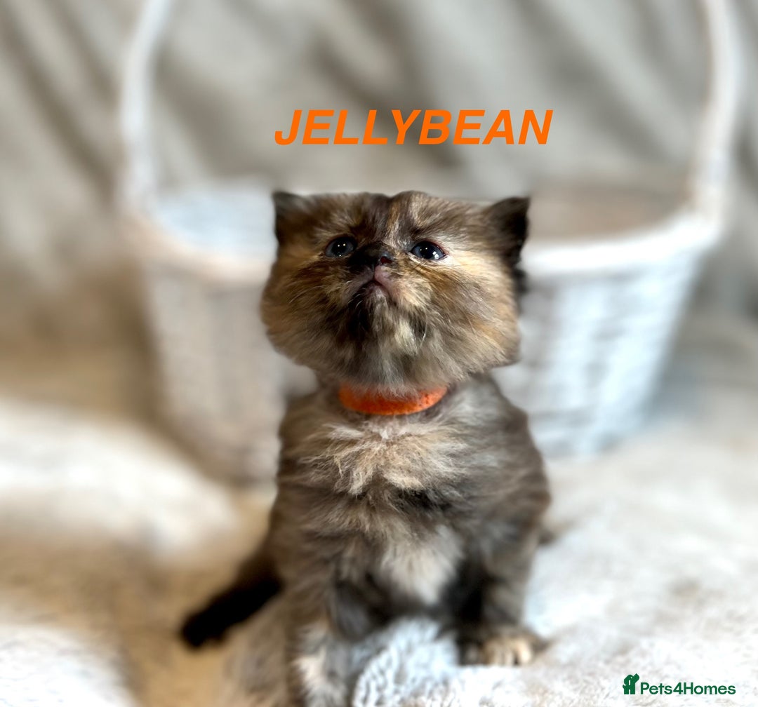 Persian cats for sale: Absolutely Stunning litter of Persian/Ragdolls - Image 7