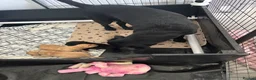 Labrador Retriever dogs for sale: Labrador Retrievers in Wrexham - Advert 6