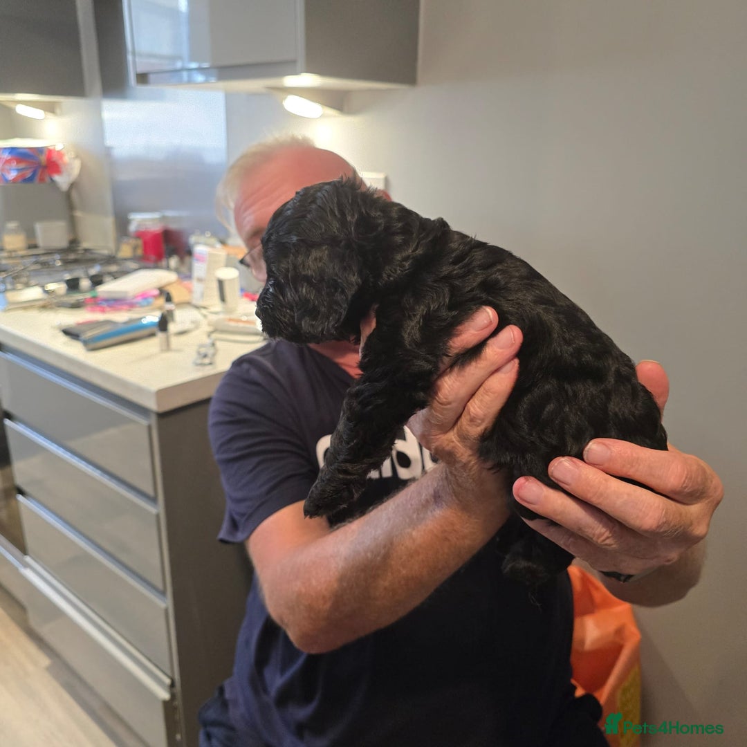 Cavapoo dogs for sale: REDUCED AMAZING F1 cavapoo puppies  - Image 26