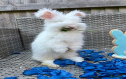 Angora rabbits for sale: 🩷  💙 Full Faced English Angora Babies  in Maidstone - Image 11