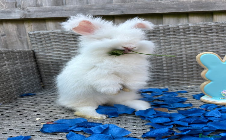 Angora rabbits in Maidstone - Advert 1