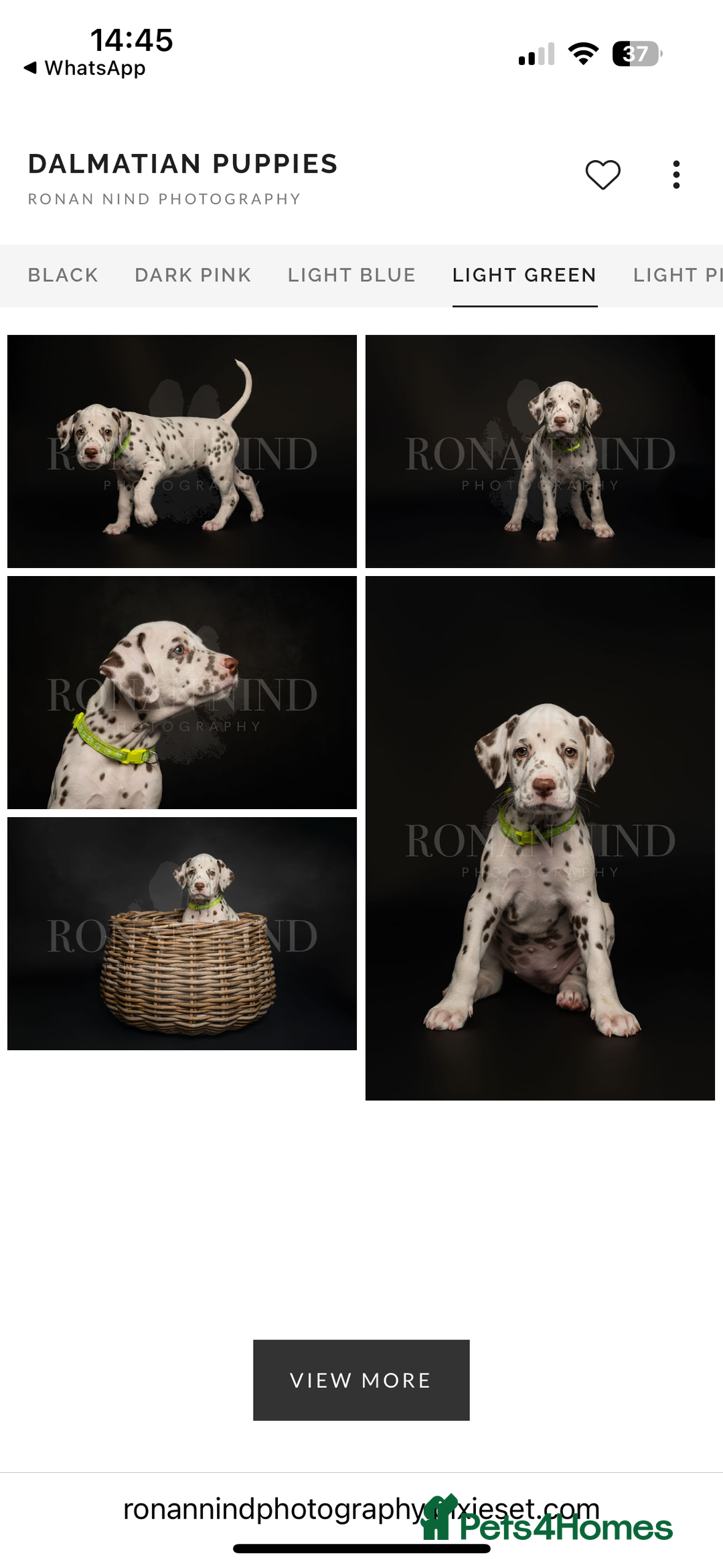Dalmatian dogs for sale: 1 liver spot boy, £1250,  - Image 4