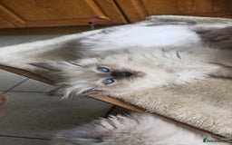 Ragdoll cats for sale: Adorable Ragdoll Kittens for Sale! 🐱✨ - Image 2