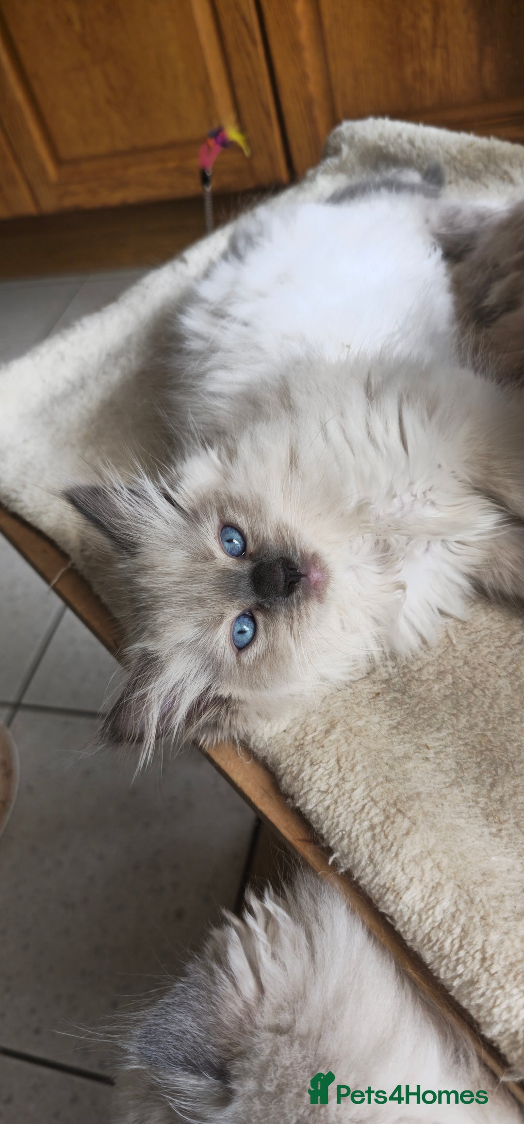 Ragdoll cats for sale: Adorable Ragdoll Kittens for Sale! 🐱✨ - Image 2