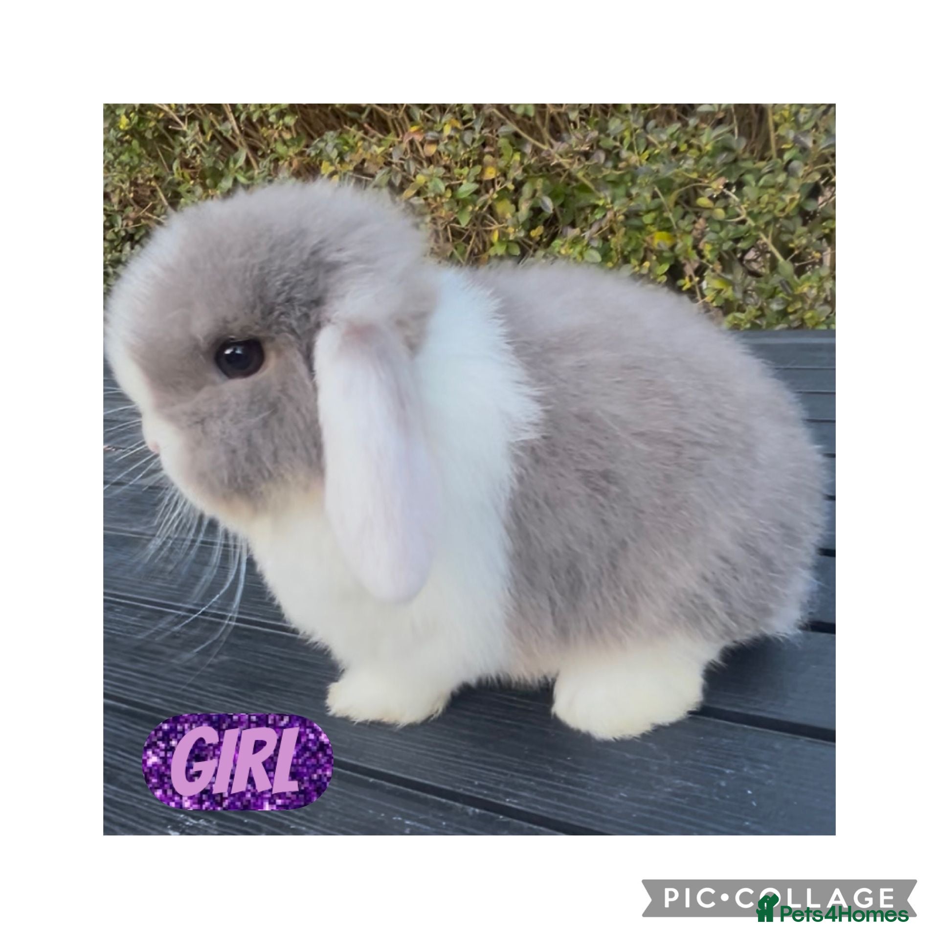 Mini Lop rabbits PEDIGREE MINI LOP BABIES READY TO LEAVE NOW  - Advert 8