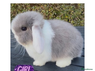 Mini Lop rabbits PEDIGREE MINI LOP BABIES READY TO LEAVE NOW - Advert 8
