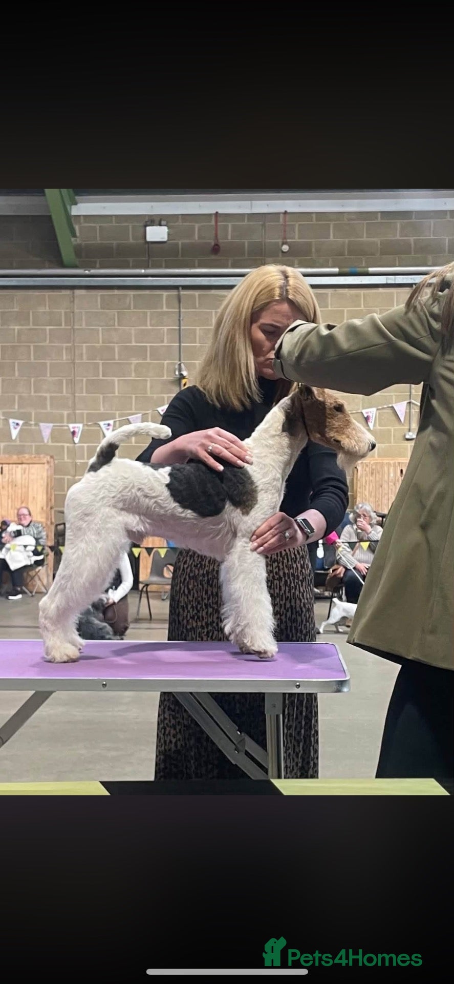 Fox Terrier dogs Gorgeous wire fox terrier  - Advert 3