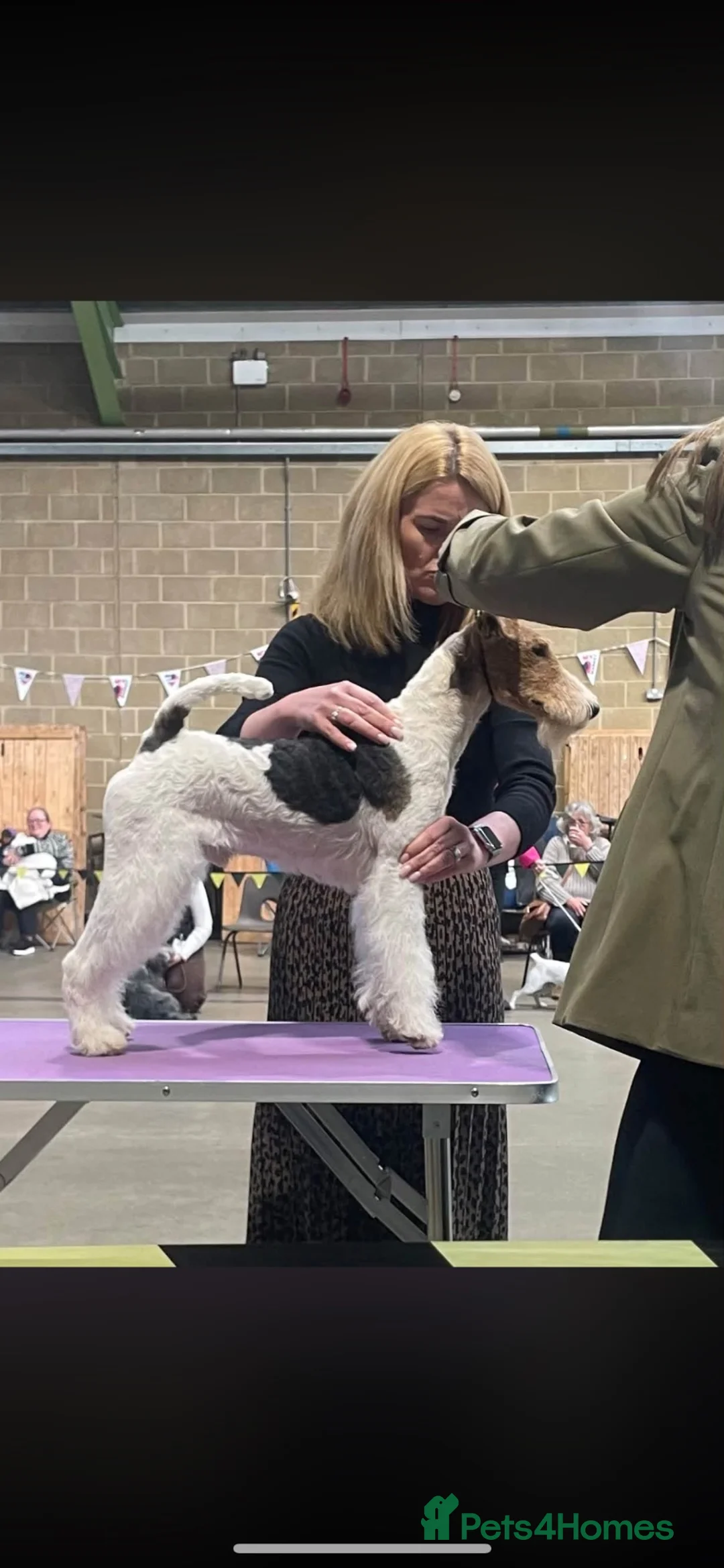 Fox Terrier dogs for sale: Gorgeous wire fox terrier  - Advert 1
