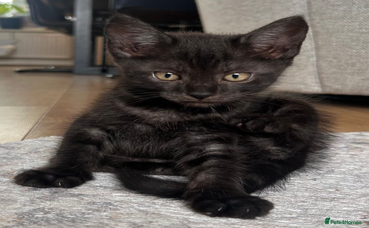 Maine Coon cats - Advert 11