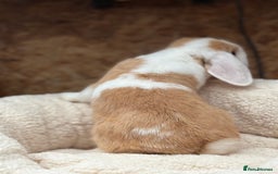 Mini Lop rabbits for sale: Stunning friendly boy, showline mini lop - Image 6