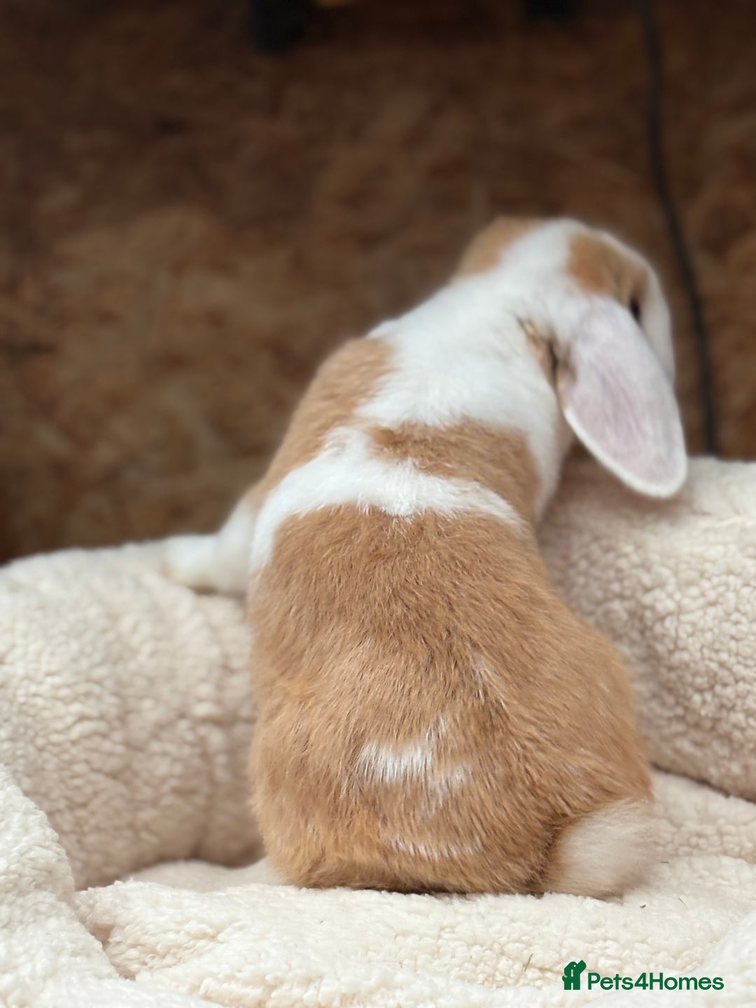 Mini Lop rabbits for sale: Stunning friendly boy, showline mini lop - Image 6