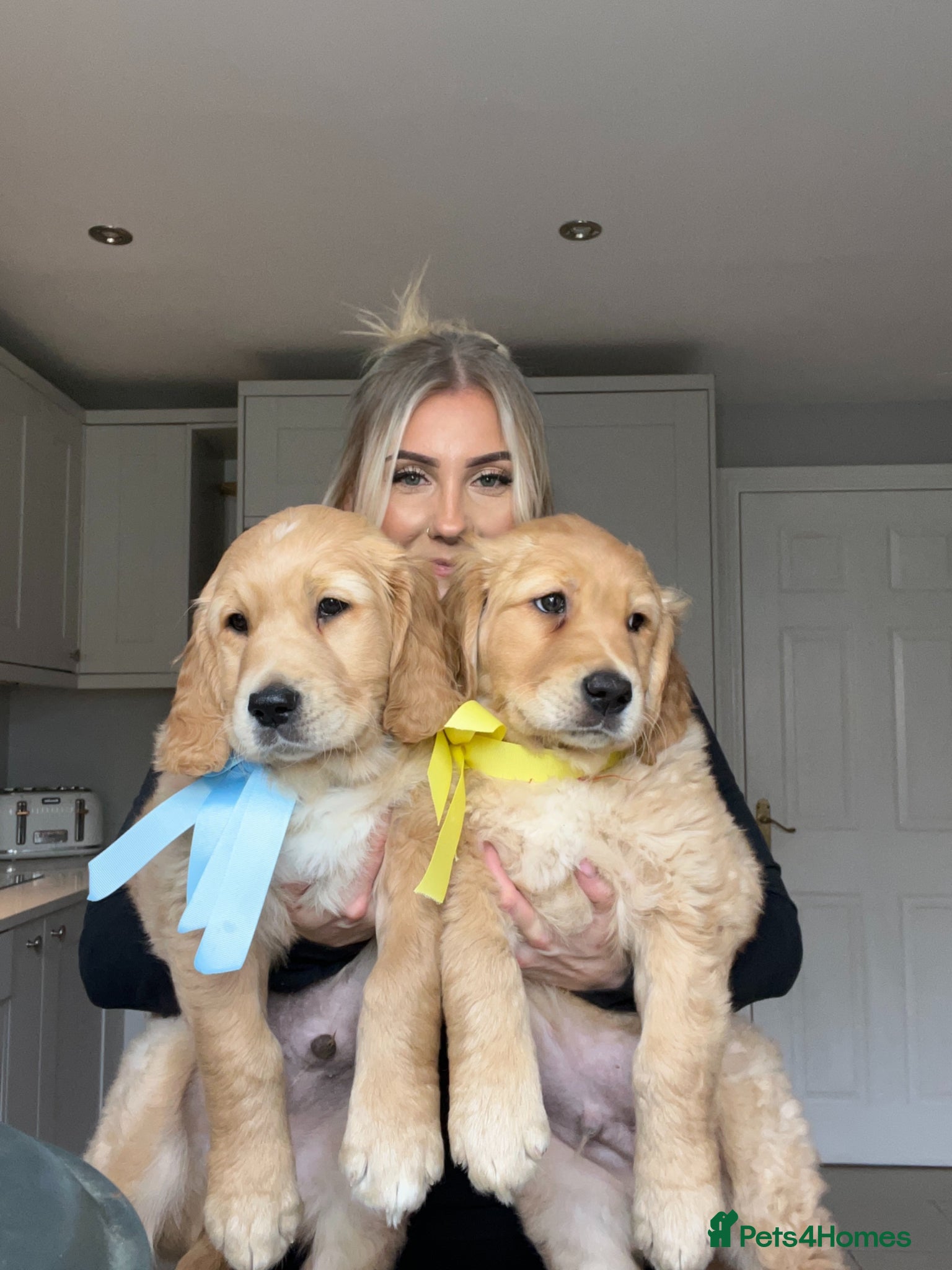Golden Retriever dogs KC Golden Retrievers - Health Tested & Home Raised - Advert 1
