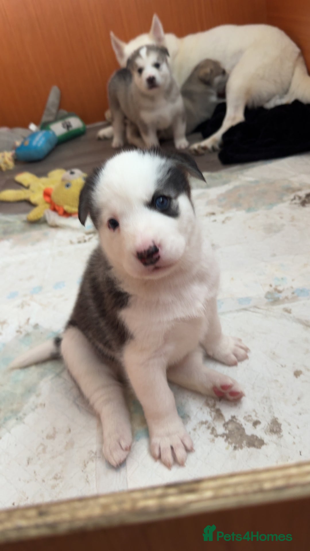 Siberian Husky dogs for sale: Husky Puppies – Ready 22/12/25 🐾  - Advert 14