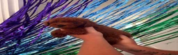 Toy Poodle dogs for sale: KC reg toy poodle puppies - Advert 6